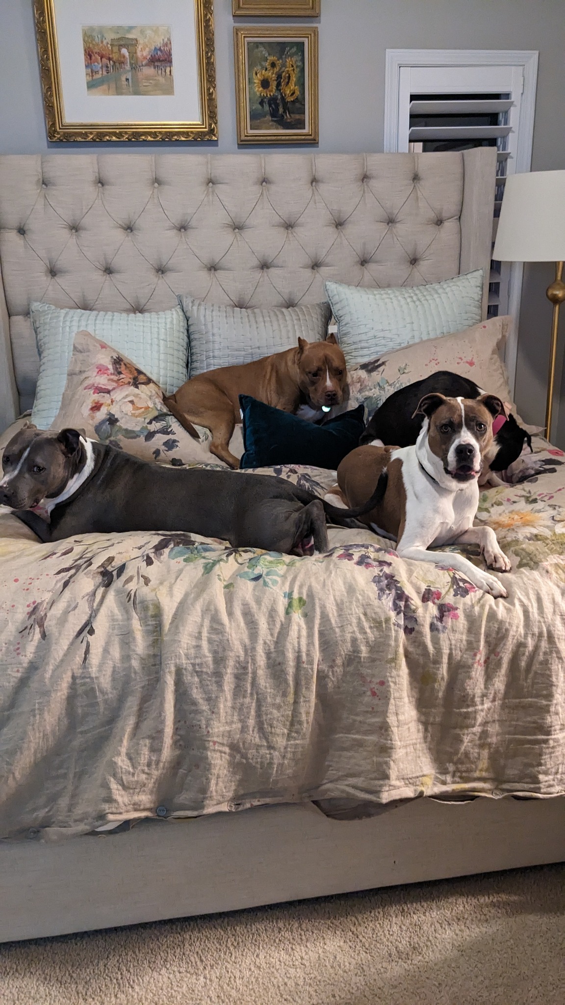 Overnight Pet Sitting